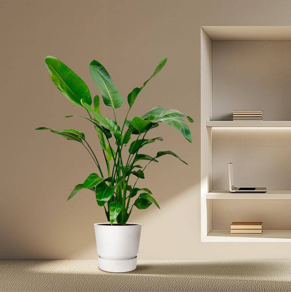 Baum – Strelitzie Strelitzia Nicolai Zimmerpflanze Ø24cm ↕150cm – tropische Grünpflanze für Wohnzimmer, Büro & helle Standorte kaufen – Plant