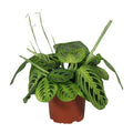 Pfeilwurz – Maranta Leuconeura Fascinator Lemon Lime – Prayer Pflanze – Zimmerpflanze – Ø12cm – ca. 30cm hoch – luftreinigende Tropenpflanze – Plant