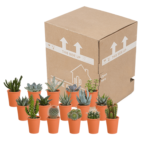 Sukkulenten & Kakteen Mix 15 Pflanzen Ø5,5cm – pflegeleichtes Pflanzen Set für Urban Jungle, Fensterbank, Wohnzimmer & Büro – Plant