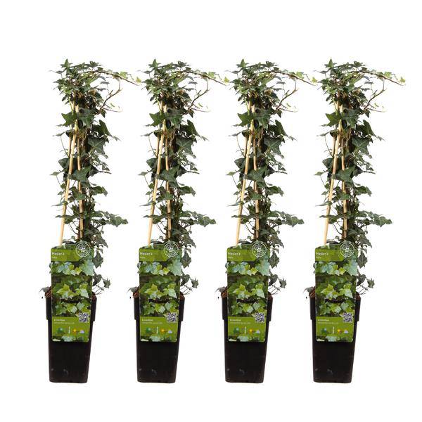 Gemeiner Efeu – Hedera helix – 4 Pflanzen – Ø15cm – ca. 65cm hoch – Plant