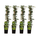 Gemeiner Efeu – Hedera helix – 4 Pflanzen – Ø15cm – ca. 65cm hoch – Plant