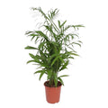 Bambuspalme Chamaedorea Seifrizii Zimmerpflanze Ø27cm ↕140cm – tropische Grünpflanze für Wohnzimmer, Büro & helle Standorte kaufen – Plant