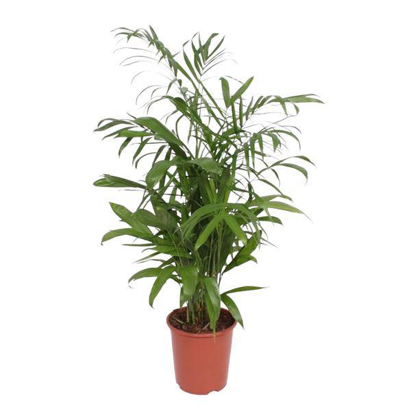 Bambuspalme Chamaedorea Seifrizii Zimmerpflanze Ø27cm ↕140cm – tropische Grünpflanze für Wohnzimmer, Büro & helle Standorte kaufen – Plant