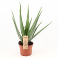 Echte Aloe Vera Zimmerpflanze Ø19cm ↕70cm – pflegeleichte Sukkulente für Wohnzimmer, Büro & helle Standorte kaufen – Plant