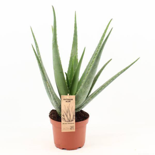 Echte Aloe Vera Zimmerpflanze Ø19cm ↕70cm – pflegeleichte Sukkulente für Wohnzimmer, Büro & helle Standorte kaufen – Plant