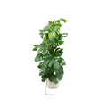 Monstera Pertusum – Fensterblatt – ca. 150cm hoch – Ø30cm – inkl. Übertopf – XXL Zimmerpflanze mit großen Blättern – Plant