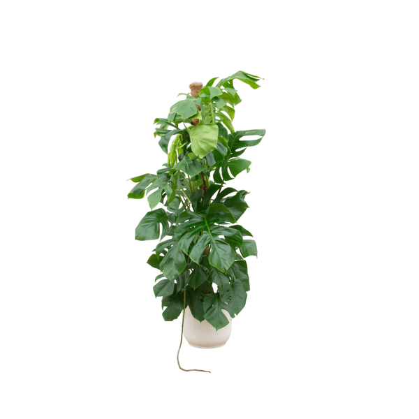 Monstera Pertusum – Fensterblatt – ca. 150cm hoch – Ø30cm – inkl. Übertopf – XXL Zimmerpflanze mit großen Blättern – Plant