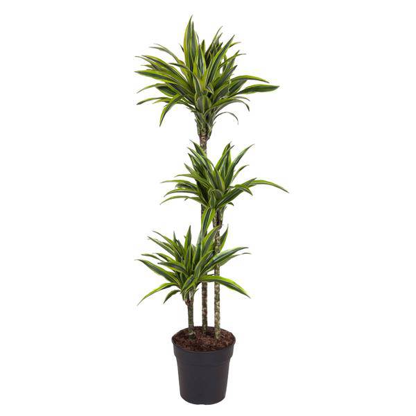 Drachenbaum Zimmerpflanze Ø24cm ↕140cm – pflegeleichte Grünpflanze für Wohnzimmer, Büro & helle Standorte kaufen – Plant