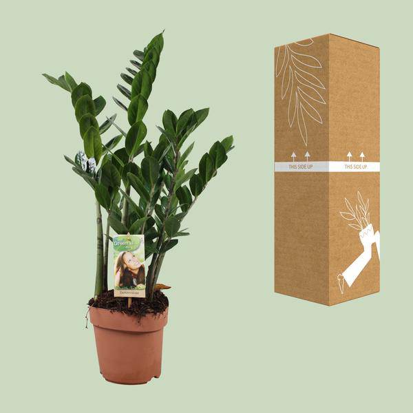 Glücksfeder Zamioculcas zamiifolia Zimmerpflanze Ø17cm ↕70cm – pflegeleichte Grünpflanze für Wohnzimmer, Büro & helle Standorte kaufen – Plant