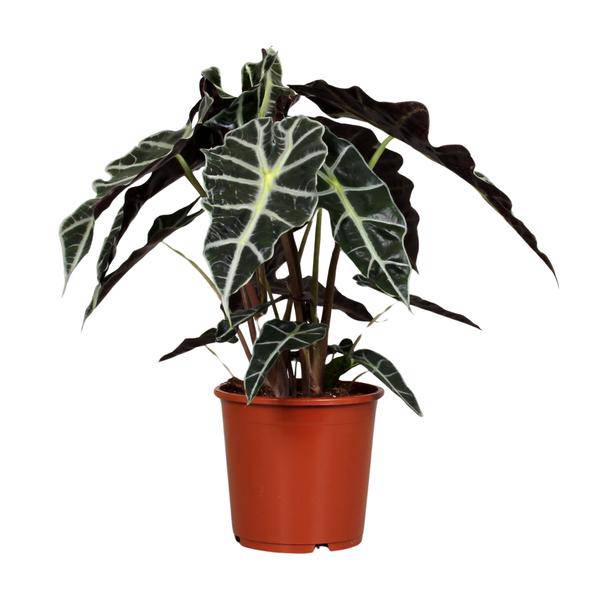 Pfeilblatt – Alocasia Polly – Zimmerpflanze – Ø17cm – ↕45cm – Tropenpflanze mit großen glänzenden Blättern – Plant