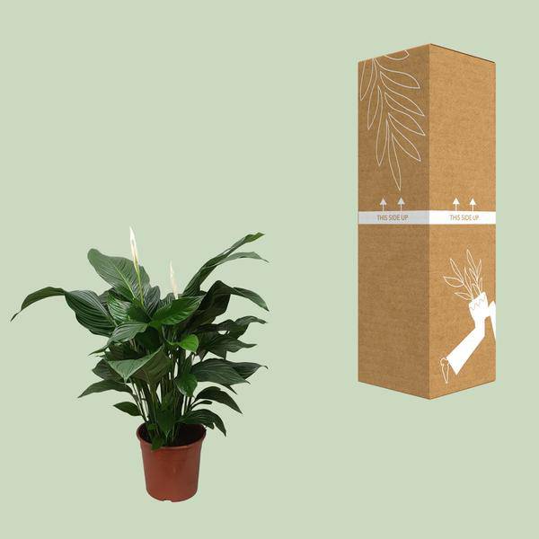 Einblatt Spathiphyllum Sweet Silvana Zimmerpflanze Ø24cm ↕80cm – pflegeleichte Grünpflanze für Wohnzimmer, Büro & helle Standorte kaufen – Plant