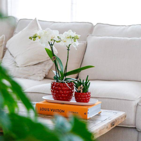 Set aus weißer Orchidee & Rhipsalis auf Bambustablett Zimmerpflanze – pflegeleichte Sukkulente für Wohnzimmer, Büro & helle Standorte kaufen – Plant
