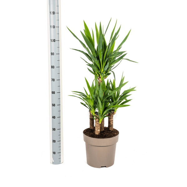 Yucca Elephantipes Zimmerpflanze Ø30cm ↕100cm – pflegeleichte Grünpflanze für Wohnzimmer, Büro & helle Standorte kaufen – Plant