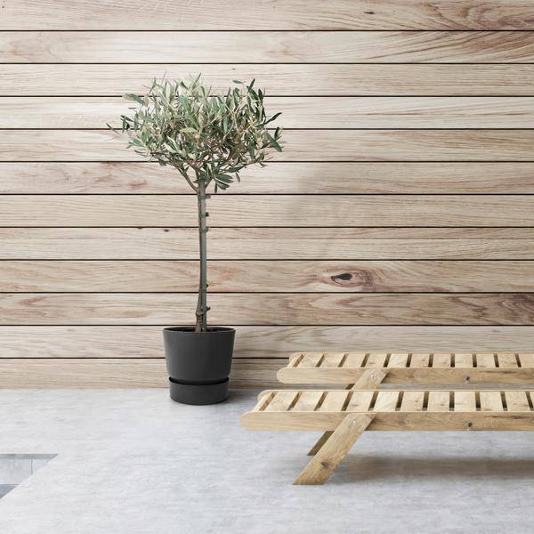 Olivenbaum Olea europaea – Mediterrane Zimmer – & Terrassenpflanze – Höhe ca. 90cm – Ø19cm – Immergrün & dekorativ – Robust & pflegeleicht – Plant