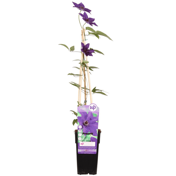 Waldrebe Kletterpflanze Ø15cm ↕65cm – winterharte Pflanze für Garten, Balkon, Terrasse, Kübel & Beet online kaufen – Plant