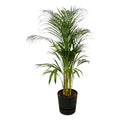 Areca Palme – Betelpalme – Zimmerpflanze ca. 110cm – Ø21cm – inkl. Pflanzgefäß Greenville Schwarz D24xH23 – Plant