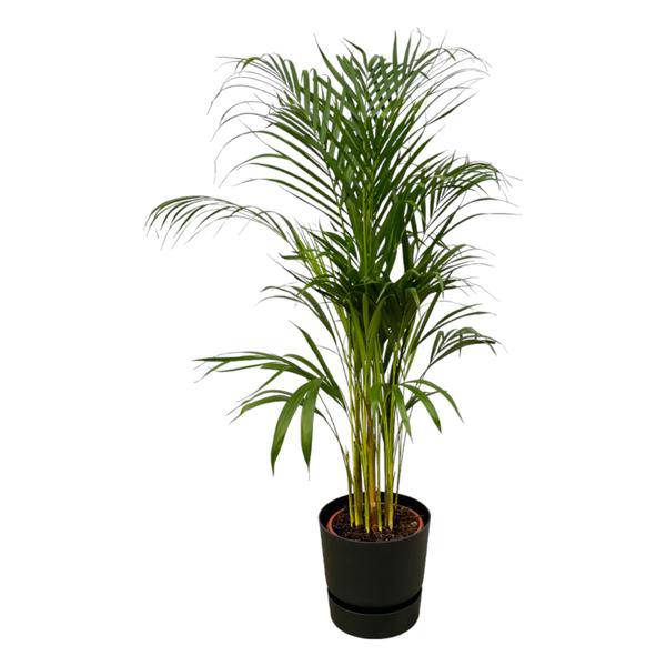 Areca Palme – Betelpalme – Zimmerpflanze ca. 110cm – Ø21cm – inkl. Pflanzgefäß Greenville Schwarz D24xH23 – Plant