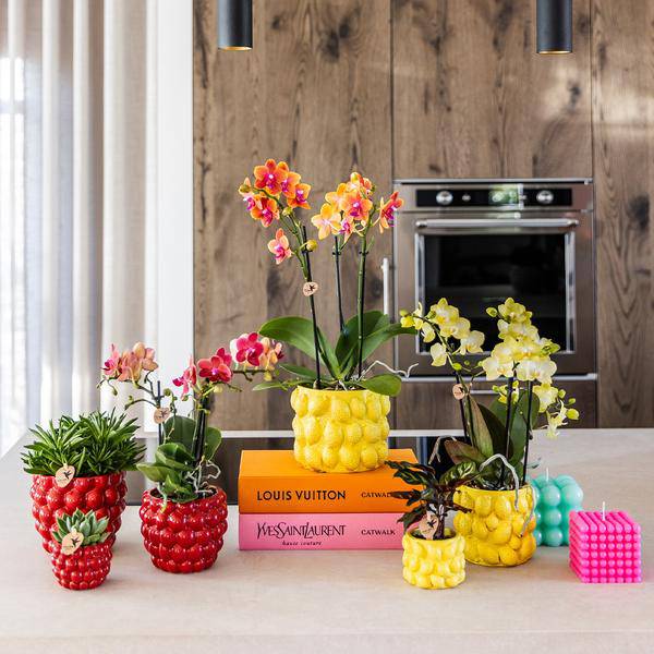 Übertopf Rot Keramik Ø6cm – moderner Pflanztopf für Zimmerpflanzen, Sukkulenten, Kakteen & Kräuter – Plant
