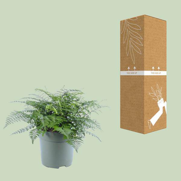 Nestfarn – Asplenium Parvati – Zimmerpflanze – Ø27cm – ↕50cm – Tropische Grünpflanze mit filigranen Wedeln – Pflegeleicht & luftreinigend – Plant