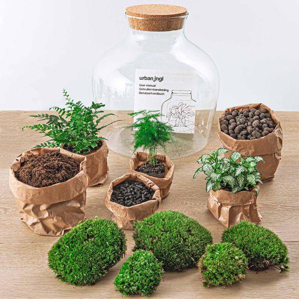 Flaschengarten DIY Set Fat Joe Grün ↕30cm – pflegeleichter Flaschengarten im Glas, Pflanzen Terrarium für Wohnzimmer & Büro – Plant