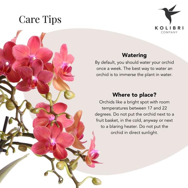 Phalaenopsis Orchidee Rot Zimmerpflanze Ø9cm ↕40cm – blühende Orchidee für Wohnzimmer, Büro & helle Standorte kaufen – Plant