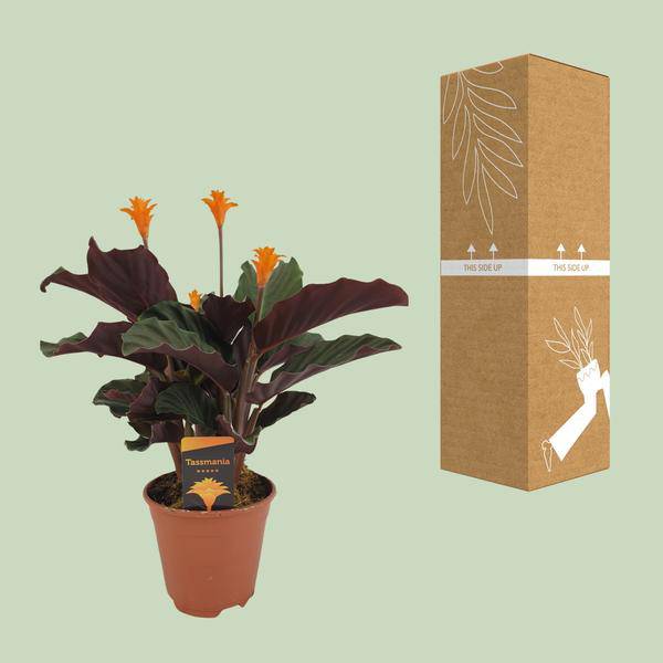 Safran – Korbmarante – Calathea Crocata – Ø14cm – ca. 40cm hoch – Exotische Zimmerpflanze mit auffälligem Blattmuster – Plant