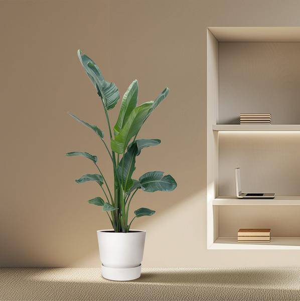 Baum – Strelitzie – Strelitzia Nicolai – Zimmerpflanze 210cm – Ø27cm – Weißer Paradiesvogel mit großen grünen Blättern – Plant