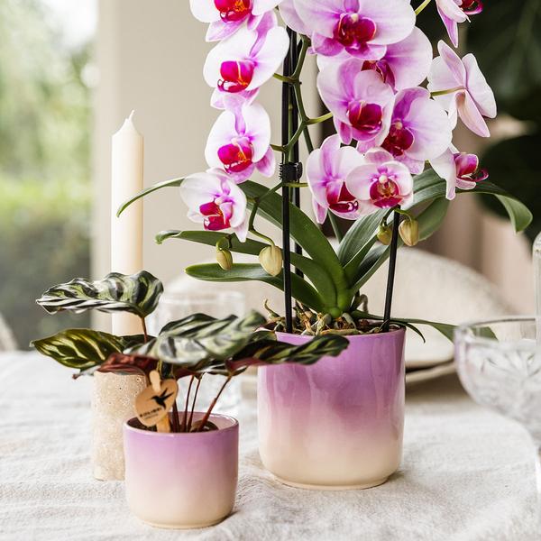 Gradience Übertopf Rosa – Ø6cm – Blumentopf mit Farbverlauf – Glänzender Keramiktopf für Sukkulenten & Mini – Orchideen – Plant