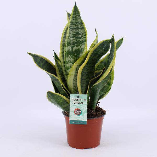 Bogenhanf Sansevieria Futura Superba Zimmerpflanze Ø12cm ↕35cm – pflegeleichte Grünpflanze für Wohnzimmer, Büro & helle Standorte kaufen – Plant