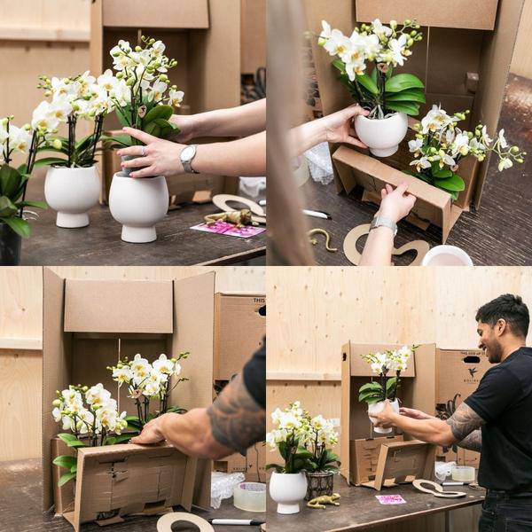 Sukkulente – Crassula Hobbit – Zimmerpflanze – Ø9cmaSukkulente Crassula Hobbit – Robuste Zimmerpflanze – Ø9cm – Plant