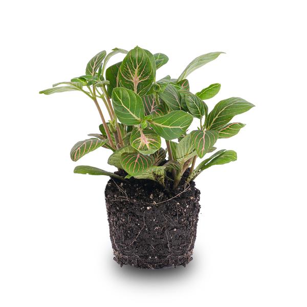 Fittonia Joly Josan – Mosaikpflanze – Zimmerpflanze – Terrarienpflanze – Tropische Pflanze mit roten & grünen Blättern – Ø8,5cm – Plant