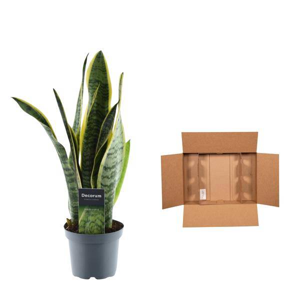 Sansevieria Laurentii – Bogenhanf – Zimmerpflanze – Pflegeleichte Grünpflanze – Luftreinigend – Exotische Blattschmuckpflanze – Ø12cm – ↕45cm – Plant
