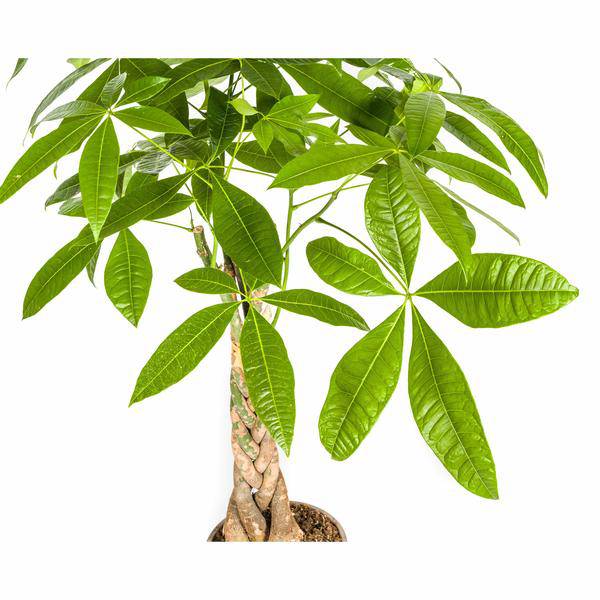 Glückskastanie Pachira Aquatica – Geldbaum – Zimmerpflanze Ø21cm ↕90-110cm – Geflochtener Stamm – Pflegeleicht – Plant