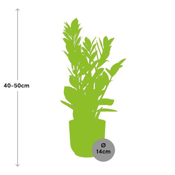 Glücksfeder Zamioculcas Zimmerpflanze Ø14cm ↕45-50cm – pflegeleichte Grünpflanze für Wohnzimmer, Büro & helle Standorte kaufen – Plant