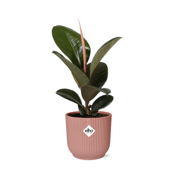 Gummibaum Ficus Elastica 'Robusta' Zimmerpflanze – pflegeleichte Grünpflanze für Wohnzimmer, Büro & helle Standorte kaufen – Plant