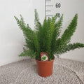 Zierspargel – Asparagus Densiflorus Meyers – Ø17cm – Höhe ca. 50cm – Elegante Zimmerpflanze mit feinen, buschigen Trieben – Plant