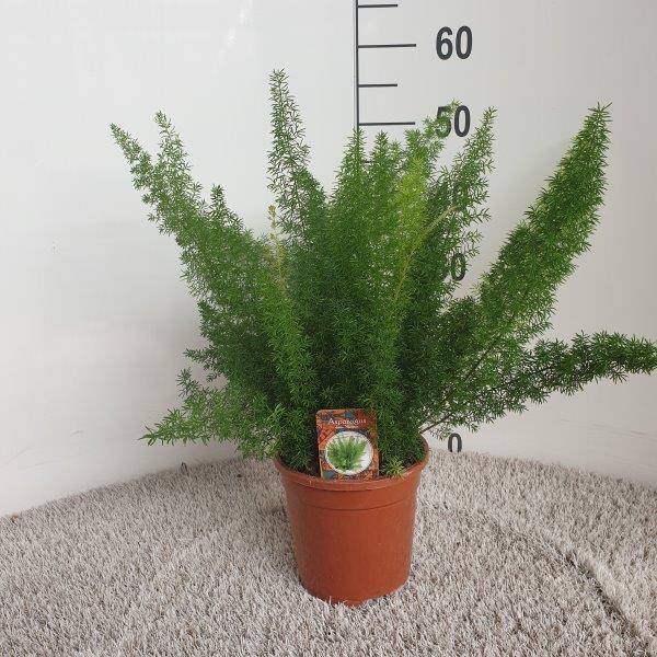 Zierspargel – Asparagus Densiflorus Meyers – Ø17cm – Höhe ca. 50cm – Elegante Zimmerpflanze mit feinen, buschigen Trieben – Plant