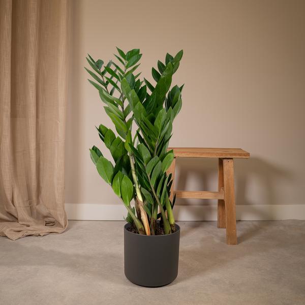Glücksfeder Zamioculcas Zamiifolia Zimmerpflanze Ø17cm ↕70cm – pflegeleichte Grünpflanze für Wohnzimmer, Büro & helle Standorte kaufen – Plant