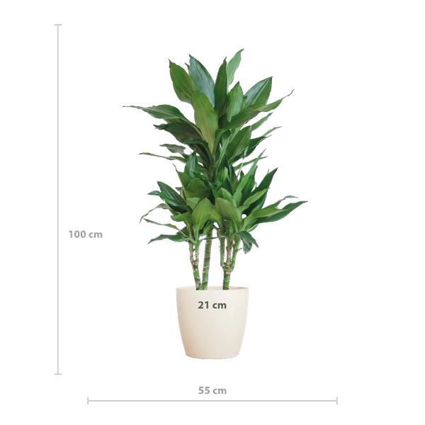 Dracaena Janet Lind 95cm – Drachenbaum Zimmerpflanze Ø21cm im weißen Viber Topf – pflegeleichte luftreinigende Grünpflanze für Wohnzimmer und Büro – Plant
