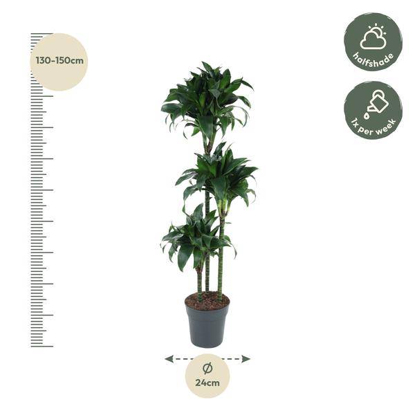 Drachenbaum – Dracaena Tatuade 140cm – Ø24cm – Zimmerpflanze mit grün – weißen Blättern – Plant