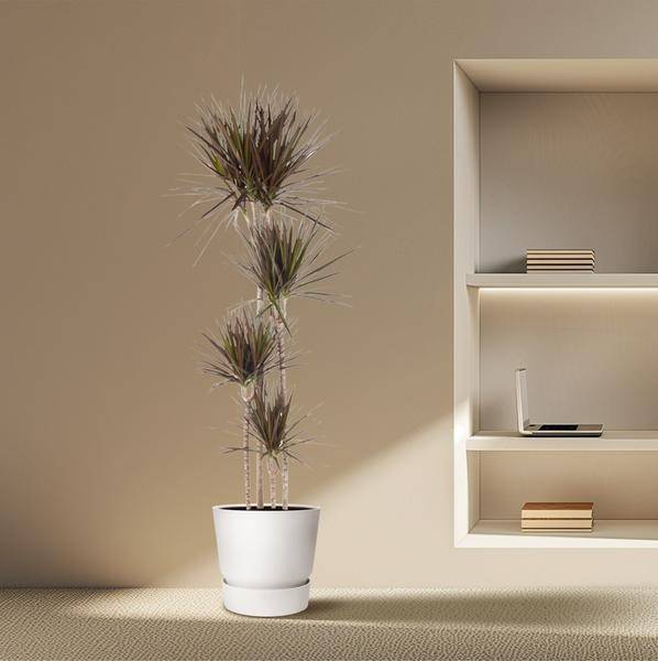 Drachenbaum – Dracaena Magenta 180cm – Ø27cm – Zimmerpflanze mit grünen Blättern & magentafarbenem Rand – Pflegeleicht – Plant