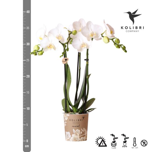 Phalaenopsis Amabilis Weiß Zimmerpflanze Ø9cm – blühende Orchidee für Wohnzimmer, Büro & helle Standorte kaufen – Plant