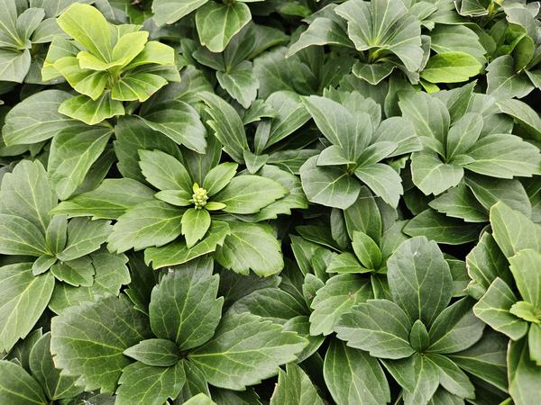 Japanischer Ysander Pachysandra terminalis – Immergrüner Bodendecker – Schattengarten – Pflegeleicht – Unkrautunterdrückend – Plant