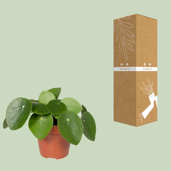 Chinesischer Geldbaum – Pilea Peperomiodes (Aluminium – Pflanze) – Zimmerpflanze – Ø12cm – 20cm hoch – Halbschatten – Luftreinigend – Pflegeleicht – Plant