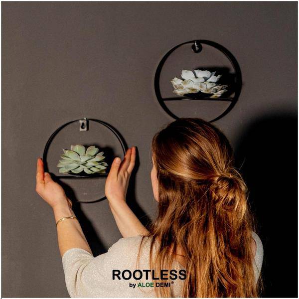 Sukkulente Echeveria Pulidonis – Rootless Schnitt – Sukkulente – Ø12-14cm Rosette im schwarzen Wanddeko Ring Ø20cm – Plant