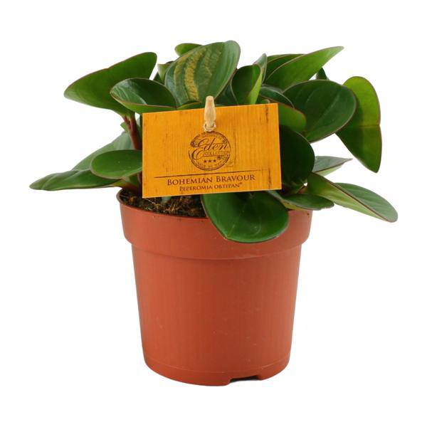 Zwergpfeffer Peperomia Obtusifolia Zimmerpflanze Ø11cm ↕15cm – pflegeleichte Grünpflanze für Wohnzimmer, Büro & helle Standorte kaufen – Plant