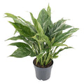 Spathiphyllum variegata 'Diamond' – Einblatt – Zimmerpflanze – Ø14cm – Höhe ca. 55cm – Variegiertes Laub – Luftreinigend & Pflegeleicht – Plant