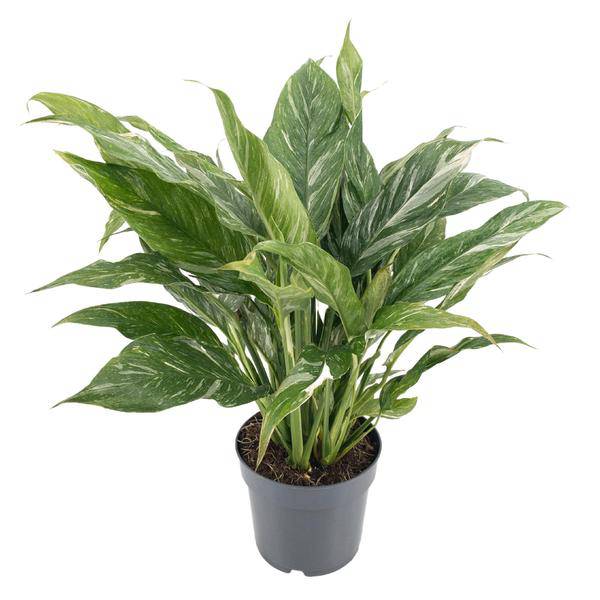 Spathiphyllum variegata 'Diamond' – Einblatt – Zimmerpflanze – Ø14cm – Höhe ca. 55cm – Variegiertes Laub – Luftreinigend & Pflegeleicht – Plant
