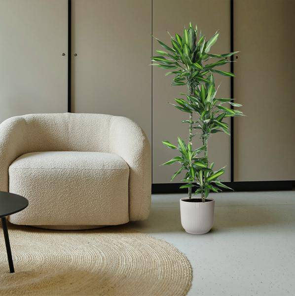 Drachenbaum Zimmerpflanze Ø27cm ↕150cm – pflegeleichte Grünpflanze für Wohnzimmer, Büro & helle Standorte kaufen – Plant
