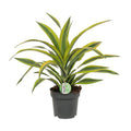 Drachenbaum Dracaena Lemon Lime – Ø17cm H40cm – Pflegeleichte Zimmerpflanze mit gestreiftem Laub – Luftreinigend – Für Halbschatten – Im Pflanztopf – Plant